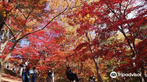 Saijosan Park Momiji Yama