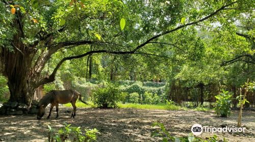 Manila Zoo