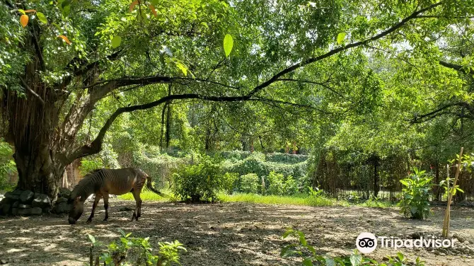 5_馬尼拉動植物園
