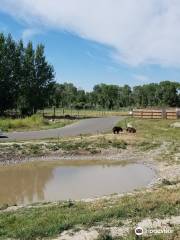 Yellowstone Bear World