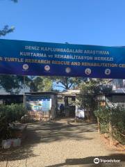 The Kaptan June Sea Turtle Conservation Foundation