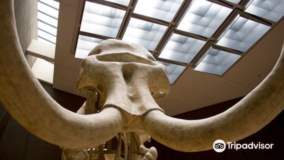 Schloss Rosenstein - staatl. Naturkundemuseum