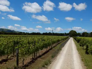 Cambridge Road Vineyard - Martinborough