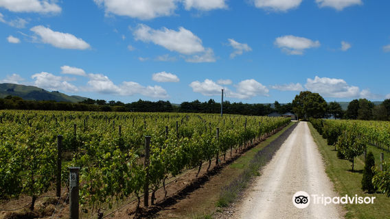 Cambridge Road Vineyard - Martinborough