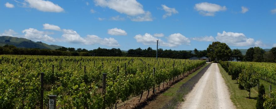 Cambridge Road Vineyard - Martinborough