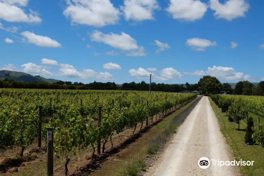 Cambridge Road Vineyard - Martinborough