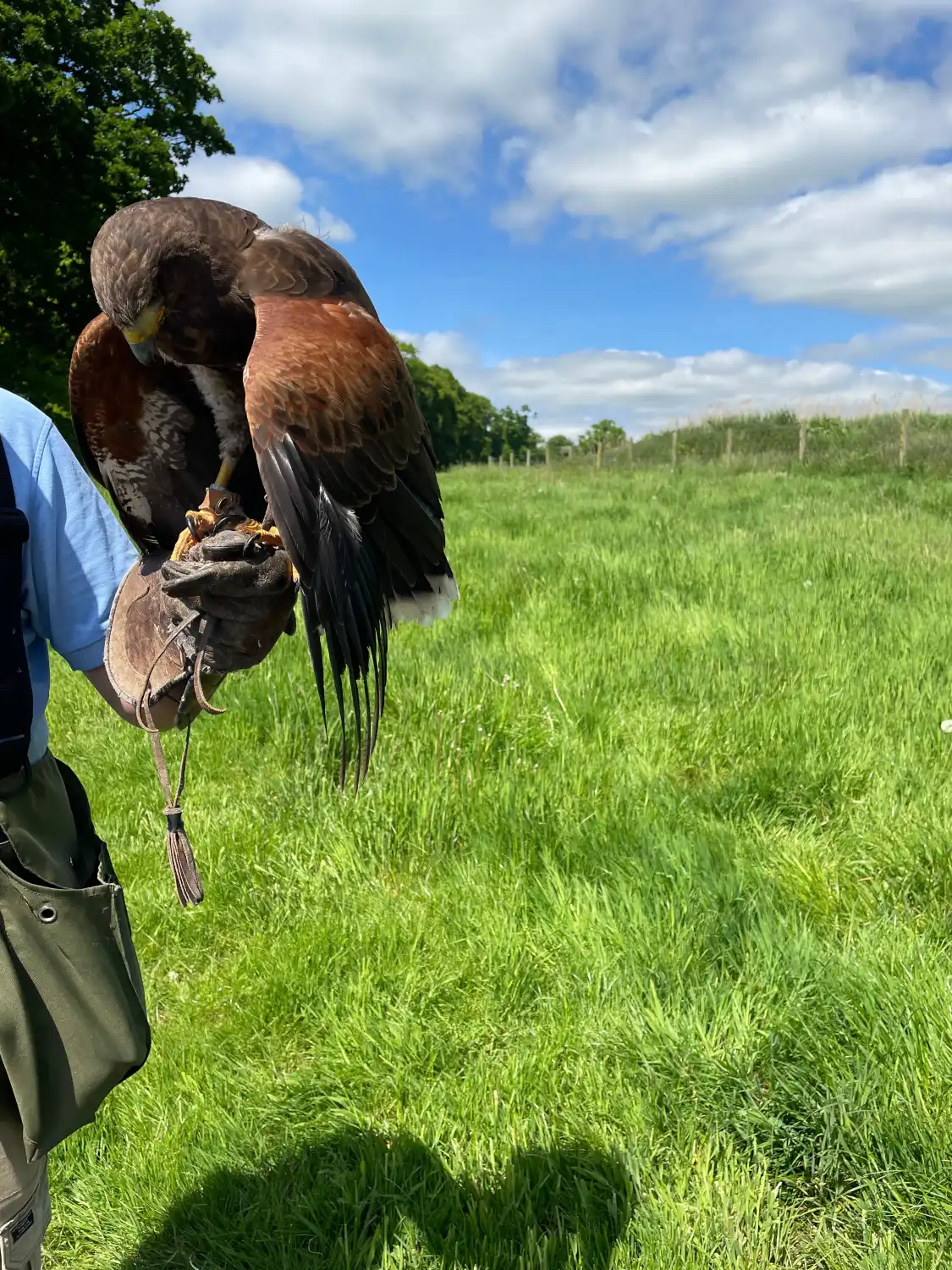 Hotels near National Bird of Prey Centre