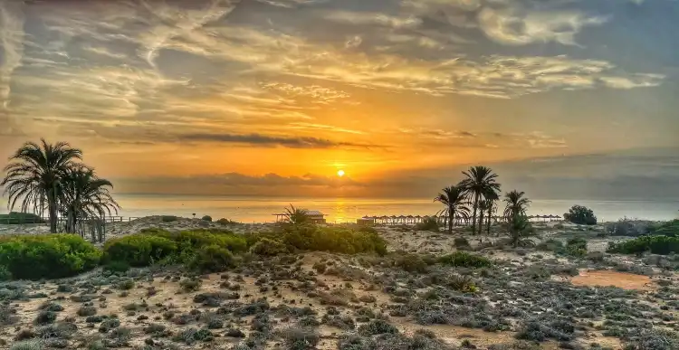 Elche