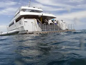 Calypso Reef Cruises