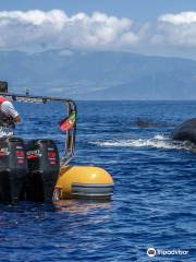 Avistamiento de ballenas Terra Azul