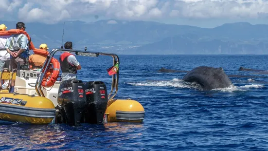 Azores Whale Watching TERRA AZUL