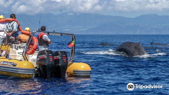 Azores Whale Watching TERRA AZUL™