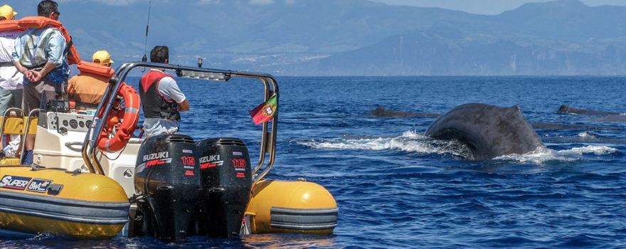 Azores Whale Watching TERRA AZUL