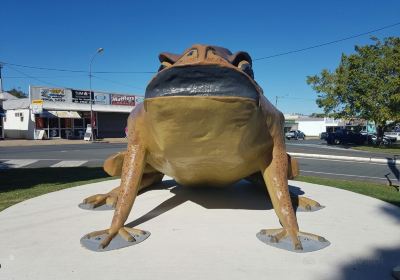 Big Cane Toad