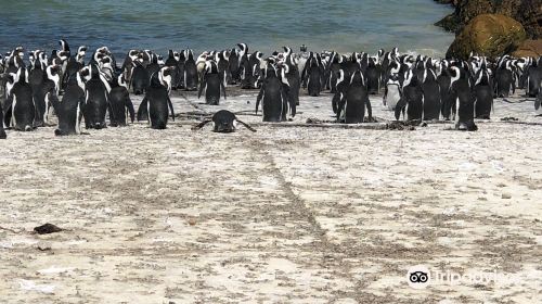 Betty's Bay Main Beach