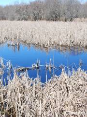 Whitehead Preserve at Dundery Brook