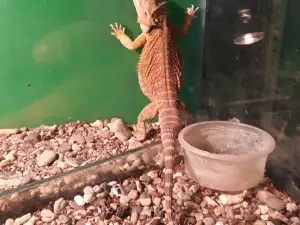 Aquarium