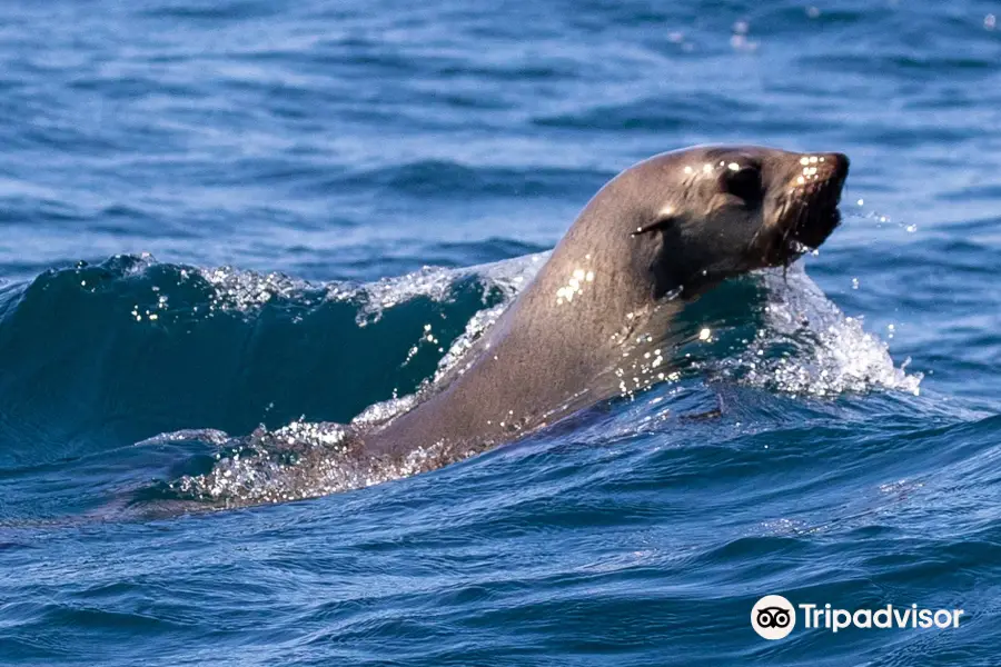 GoWhaleWatching Merimbula