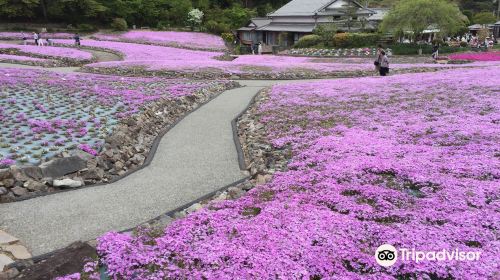 Shibazakura Park: Hana no Jutan