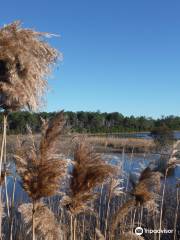 Princess Anne Wildlife Management Area