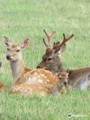 The Scottish Deer Centre