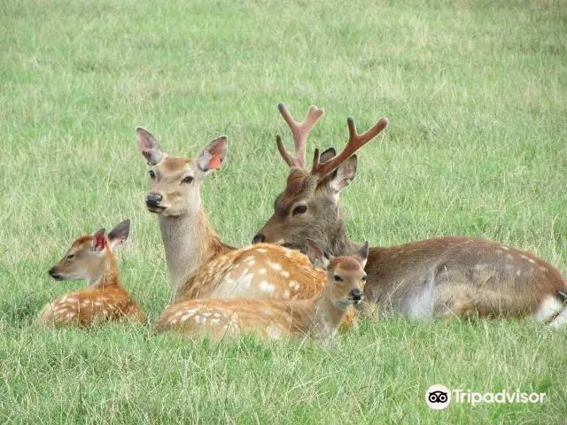 The Scottish Deer Centre