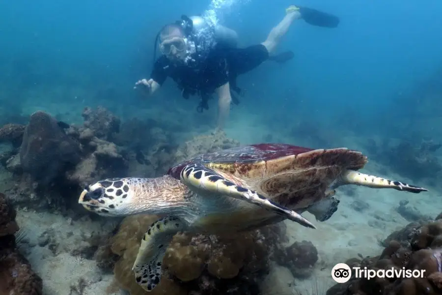 Dive In Pattaya