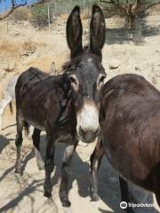 Walk With Donkeys