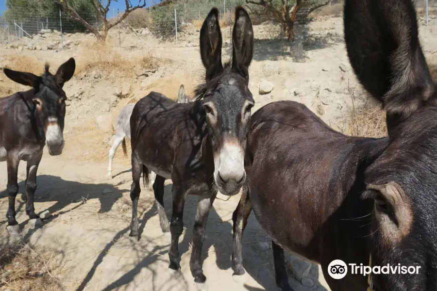 Walk With Donkeys