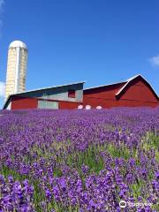 Lavender Hill Farms