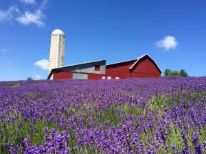 Lavender Hill Farms