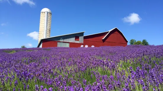 Lavender Hill Farms