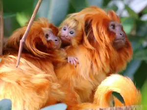 ロジャー・ウィリアムズ・パーク動物園