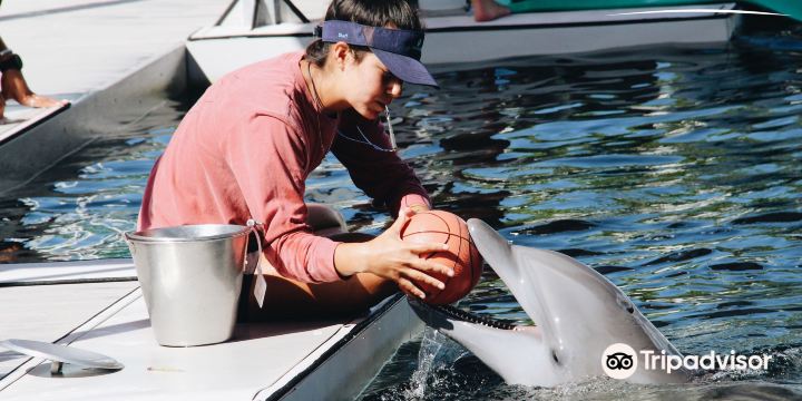 Dolphins Plus Marine Mammal Responder