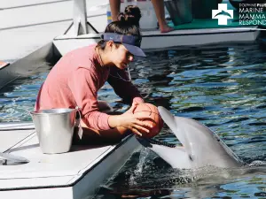 Dolphin Life Key Largo