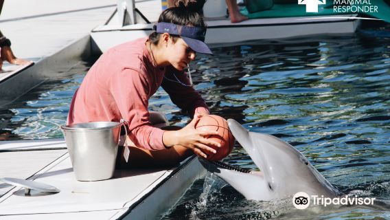 Dolphin Life Key Largo