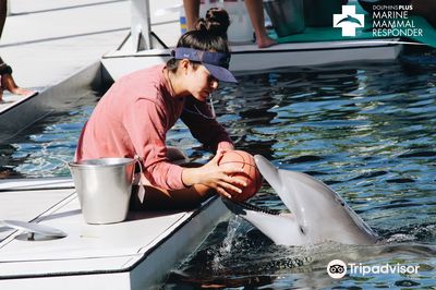Dolphin Life Key Largo