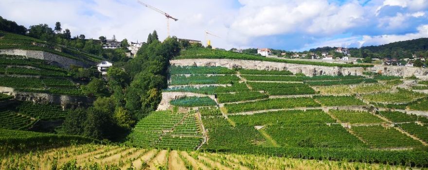 Lavaux Express