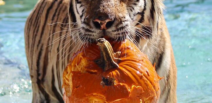 Tiger World