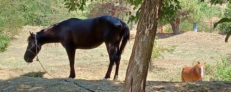 Florina Zoo