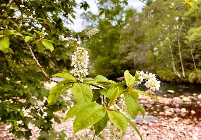 Glen Tanar National Nature Reserve