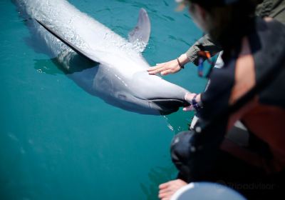 Muroto Dolphin Center