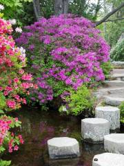 Asticou Azalea Garden