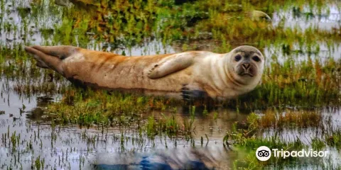 Teesmouth national nature reserve