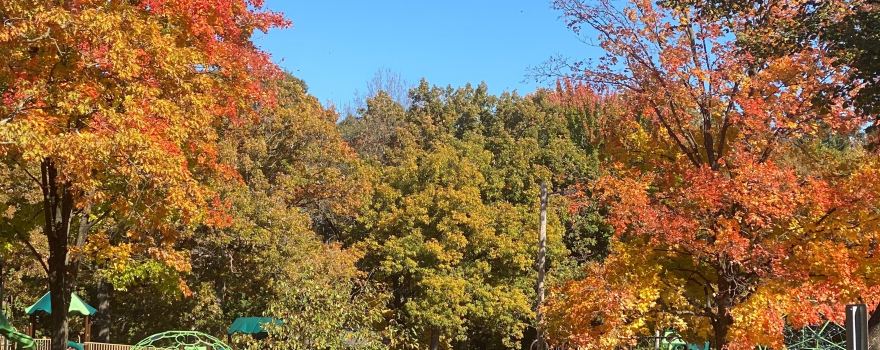Carson Park