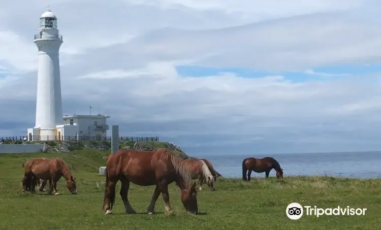 Kandachi Horses and Their Habitats