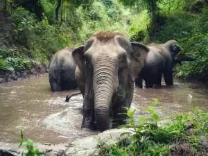 Mekong Elephant Park