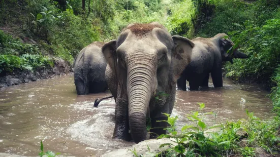 Mekong Elephant Park