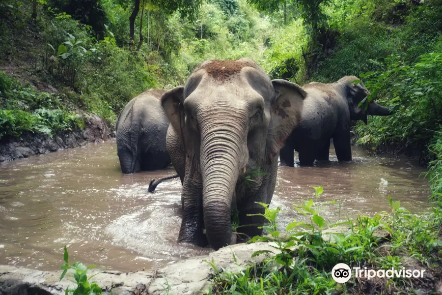 Mekong Elephant Park