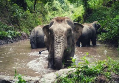 Mekong Elephant Park